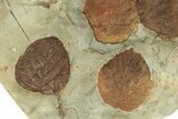 Stunning Double-Sided Fossil Leaf Plate - Montana #271012-6